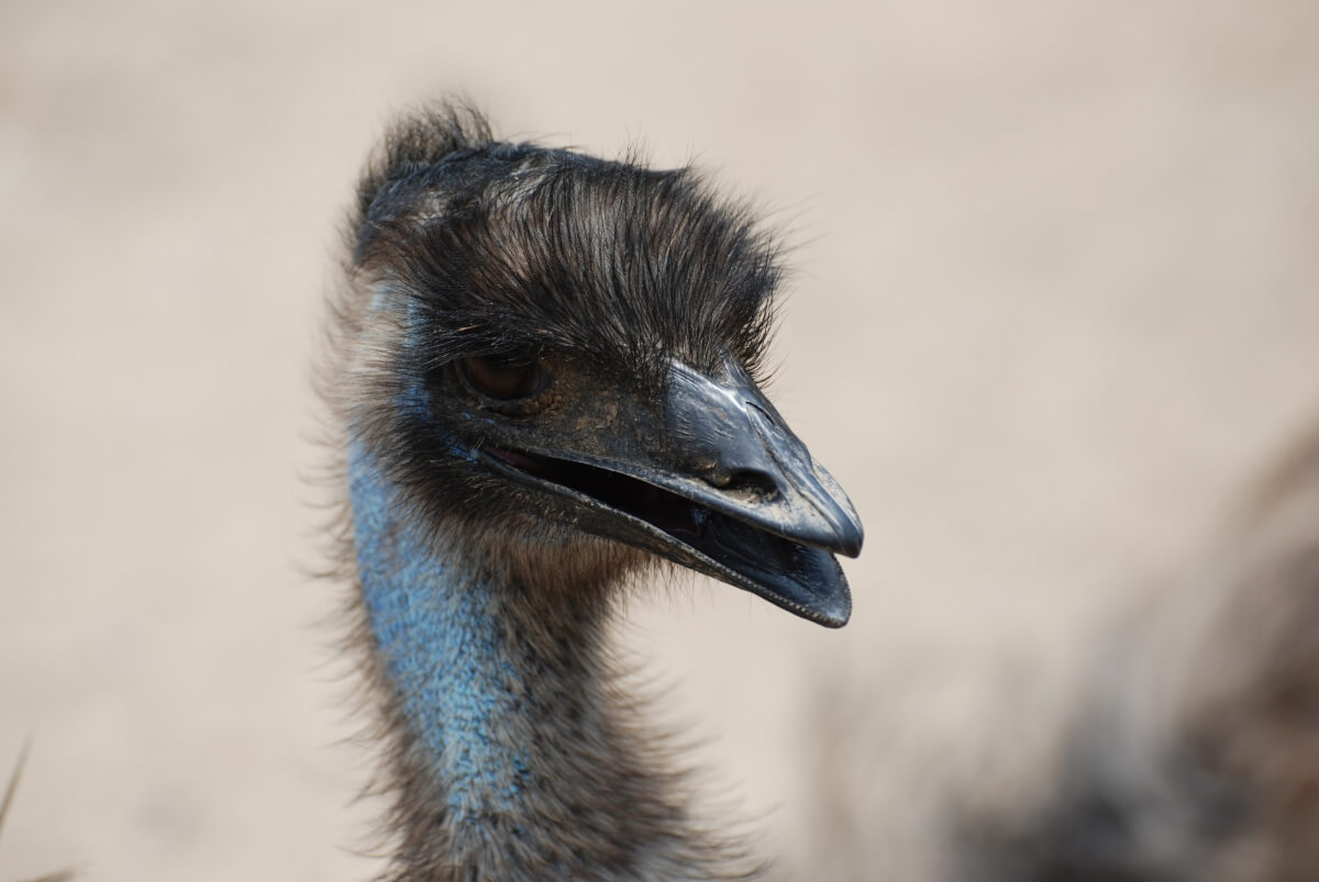 Emu - duży nielotny ptak z Australii z charakterystycznym pierzem