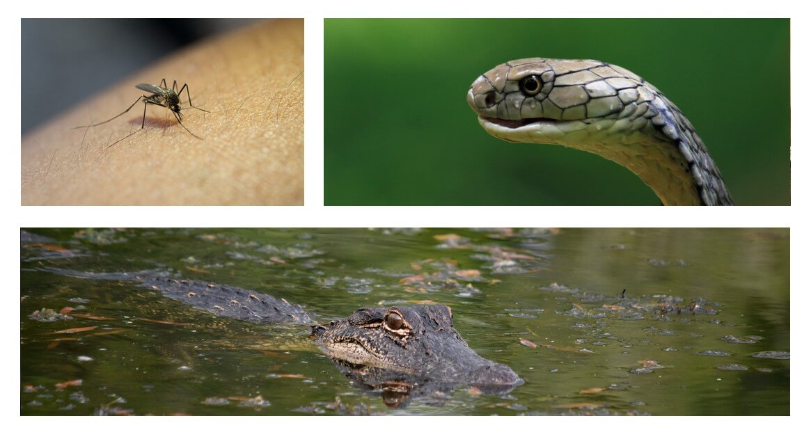 Najniebezpieczniejsze zwierzęta na świecie - kolaż z komarem, wężem i krokodylem