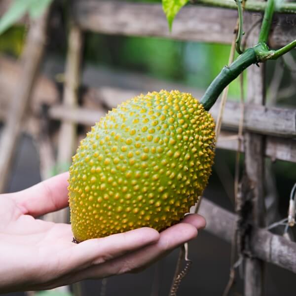 Chlebowiec (jackfruit) - owoc egzotyczny