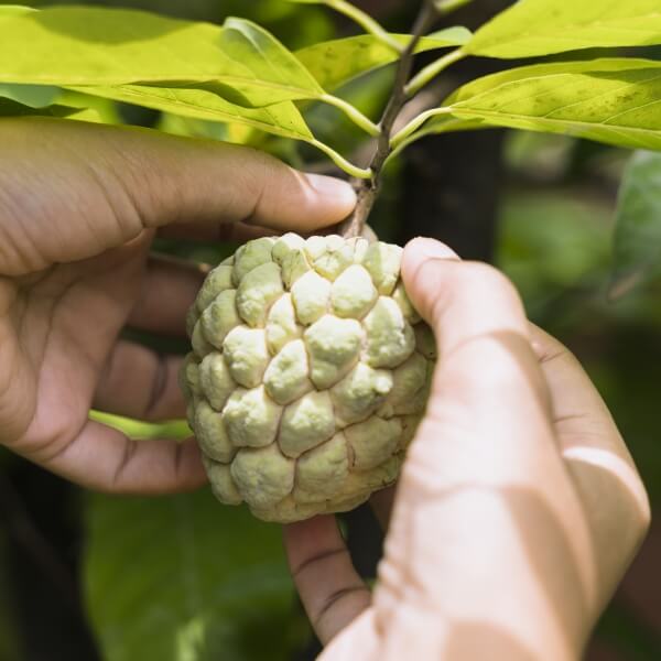 Czerimoja - owoc egzotyczny